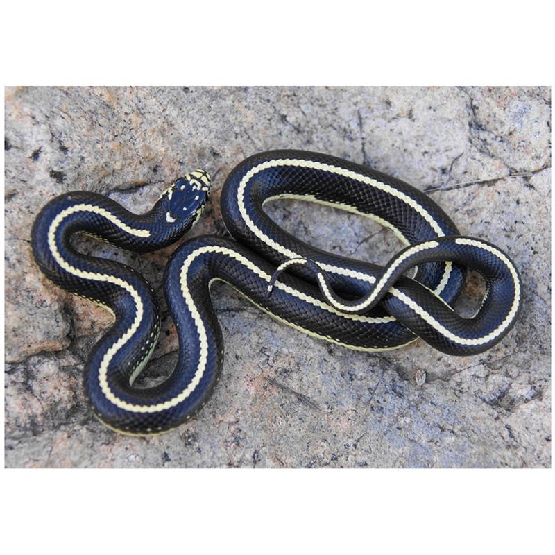 Sarpele regal vargat (Lampropeltis getulus) - imagine 4